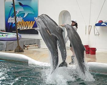 Warna i pokaz delfinów