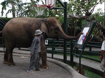 Balijski park słoni