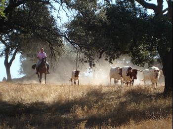 Tradycje andaluzyjskie