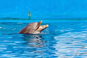 Adaland - pływanie z delfinami