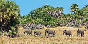 Selous Reserve - Szafari Tanzániában 1 nap