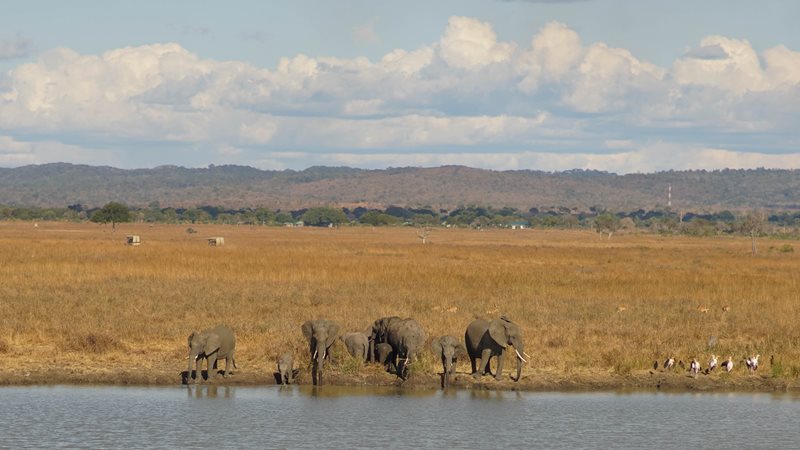 mikumi nationalpark safari von sansibar