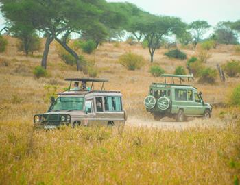 Park Narodowy Tarangire i krater Ngorongoro – 2 dni 