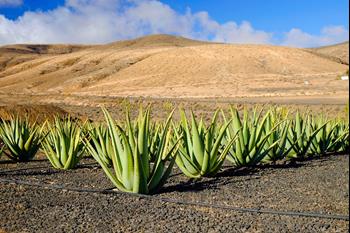 Gran Tour Fuerteventura z jihu (FR)