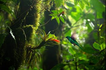 Lasy deszczowe Kostaryki z kolejką linową