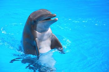 Pływanie z delfinami (30 minut)