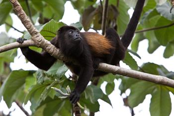 Park Narodowy Cahuita