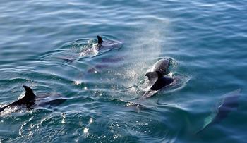 Obserwacja delfinów w Salalah