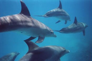 Dolphin House