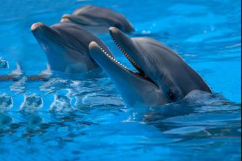 Marineland ze severu