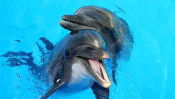 Pływanie z delfinami (15 minut)