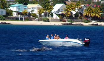 Obserwacja delfinów na Mauritiusie