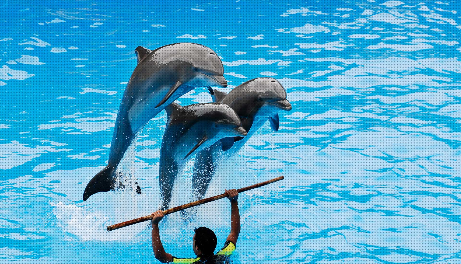 Sealanya Dolphin Show Side Turkey Seeplaces