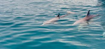 Obserwacja delfinów z Sewilli