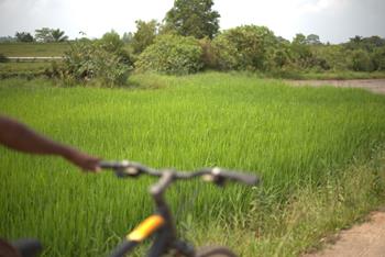 Pola ryżowe i plantacje cynamonu 