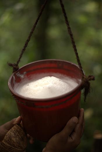 Produkcja syropu kithul i alkoholu toddy w wiosce Kanneliya 