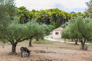 Donkey and Traditions (Summer)