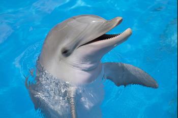 Kemer dolphinshow
